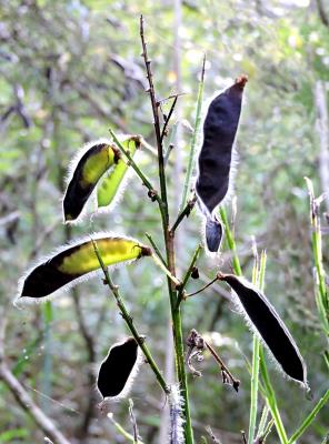 385 BROOM SEEDPODS.jpg